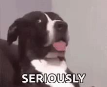 A dog with a "seriously" face GIF