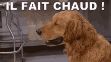 IL FAIT CHAUD GIF - IlFaitChaud GIFs