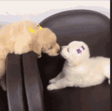 Puppy Dogs GIF , Puppy Dogs GIFs