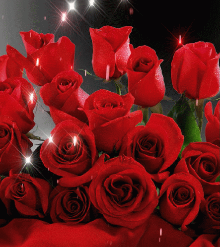 red roses symbolize love and romance and are the perfect ...
