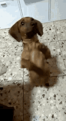 dog dancing to the git up