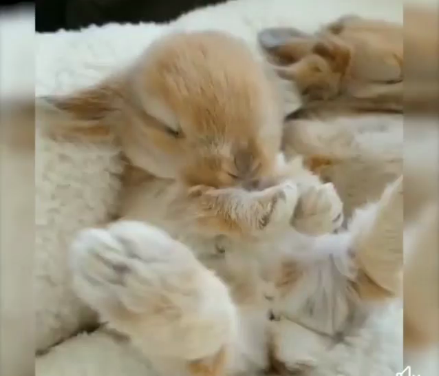 cute bunny sleeping