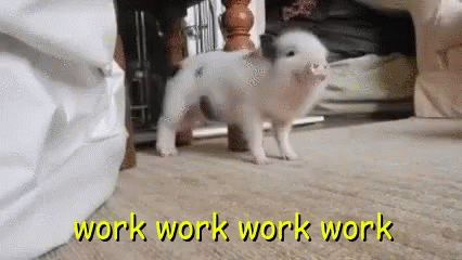 tenor.gif
