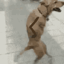 tenor.gif