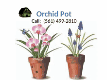 Clear Orchid Pot Clear Orchid Pots GIF - ClearOrchidPot ClearOrchidPots OrchidPots GIFs