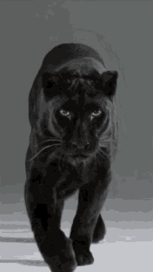 Download Jaguar Angry Black Panther Animal Wallpaper Background