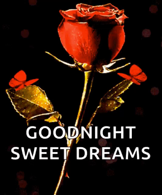 Sweet Dreams Good Night | HappyShappy
