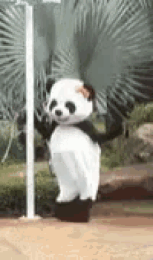 Panda Dance GIFs | Tenor