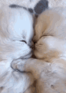 Kittens Cat GIF - Kittens Cat Cuddle - Discover & Share GIFs Kittens Cat GIF - Kittens Cat Cuddle - Discover & Share GIFs