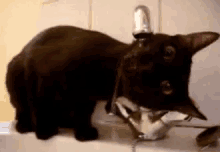 Cat Under Faucet Gifs Tenor Reddit Cat Gif Drink Gifs