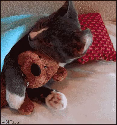 cat hugging teddy bear