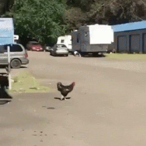 Chicken cross the road