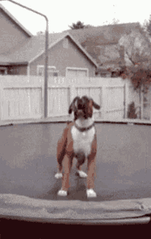 Featured image of post Happy Jumping Dog Gif Share the best gifs now
