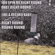 You Spin Me Round Squirrel GIF - YouSpinMeRound Squirrel DeadOrAlive GIFs
