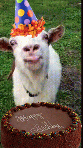 Goat birthday