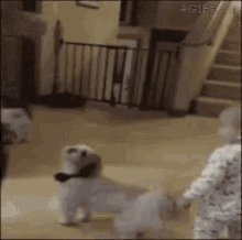 Funny Animals Dogs Dancing GIF - FunnyAnimals DogsDancing BabyDance GIFs