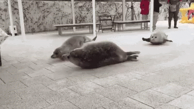 Seals Flopping GIF