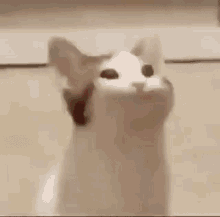 Vibing Cat Gif Pfp - Natsu Wallpaper