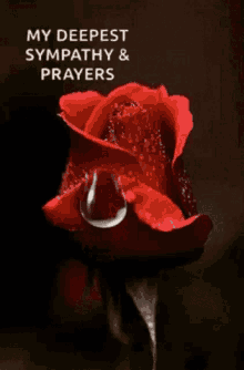 Sympathy GIFs | Tenor