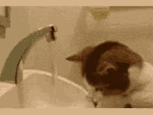 Cat Under Faucet Gifs Tenor Cat Play Gif Water Gifs