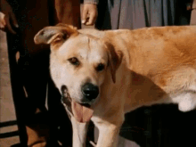 Image result for old yeller gif