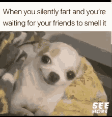 funny dogs farting