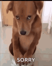 Image result for unhappy brown dog gif