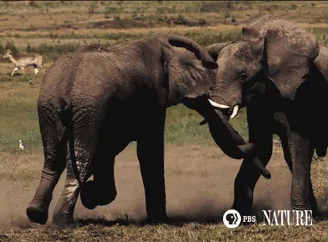 Image result for elephants fighting animated gif