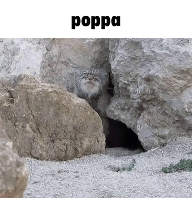 Poppa Gifs Tenor - roblox song id carl papa