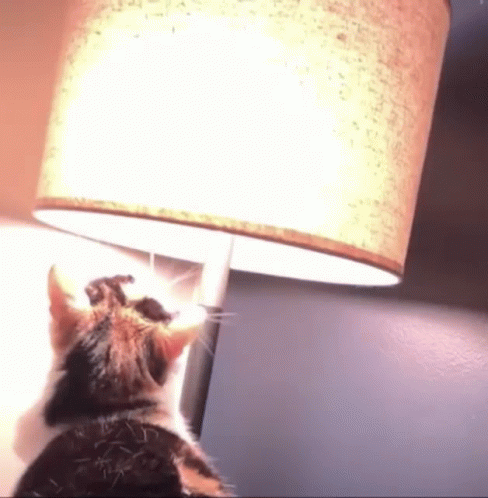 light switch cat