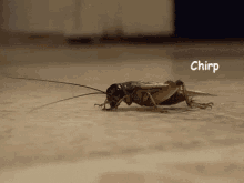 Crickets Chirp GIFs | Tenor