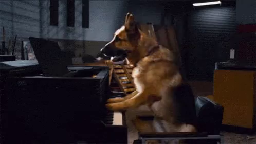 Dog Playing GIF - Dog Playing Piano - Discover & Share GIFs