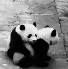 Panda Hug GIFs | Tenor