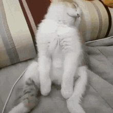 Cat Sleepy GIF - Cat Sleepy Tired - Descubre & Comparte GIFs