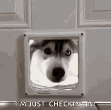 just checking in on you gif
