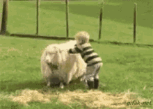 Funny Animals Ride GIF - FunnyAnimals Ride Sheep GIFs