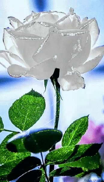 white rose gifs tenor