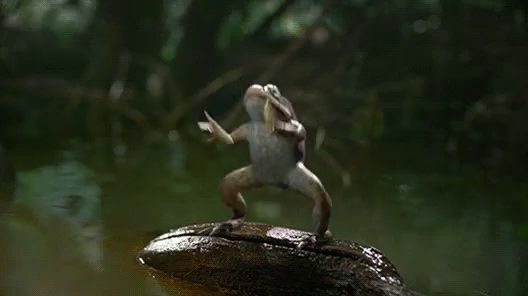 Frog Dance Gifs Tenor