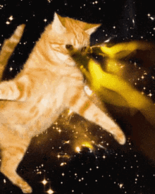 Featured image of post Cat Laser Eyes Gif If you are a moderator please see our troubleshooting guide