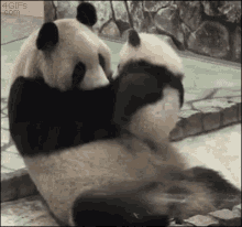 Cute Cartoon Panda GIFs | Tenor