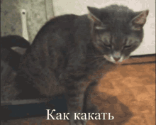 Cat Poop Gifs Tenor The perfect funnyanimals cats wave animated gif for your conversation. cat poop gifs tenor