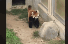 Red Panda Gifs Tenor