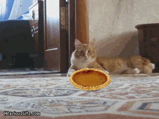 Image result for animal  thanksgiving gif