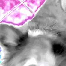 Cute Dog GIF - Cute Dog Ollie GIFs