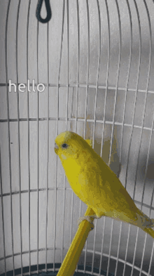 Hello Bird GIF - Hello Bird Bird Cage GIFs