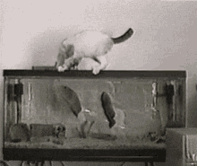 Perrryy Attack Ieatyou GIF - Perrryy Attack Ieatyou Cat GIFs