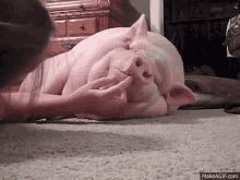 Pig Pet GIF - Pig Pet GIFs
