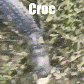 Crocodile Yeet GIF - Crocodile Croc Croco GIFs