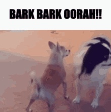 Bark Bark Oorah Dog Twerk GIF - Bark Bark Oorah Dog Twerk Sir Yes Sir Meme GIFs