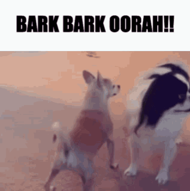 Bark Bark Oorah Dog Twerk GIF Bark Bark Oorah Dog Twerk Sir Yes Sir 